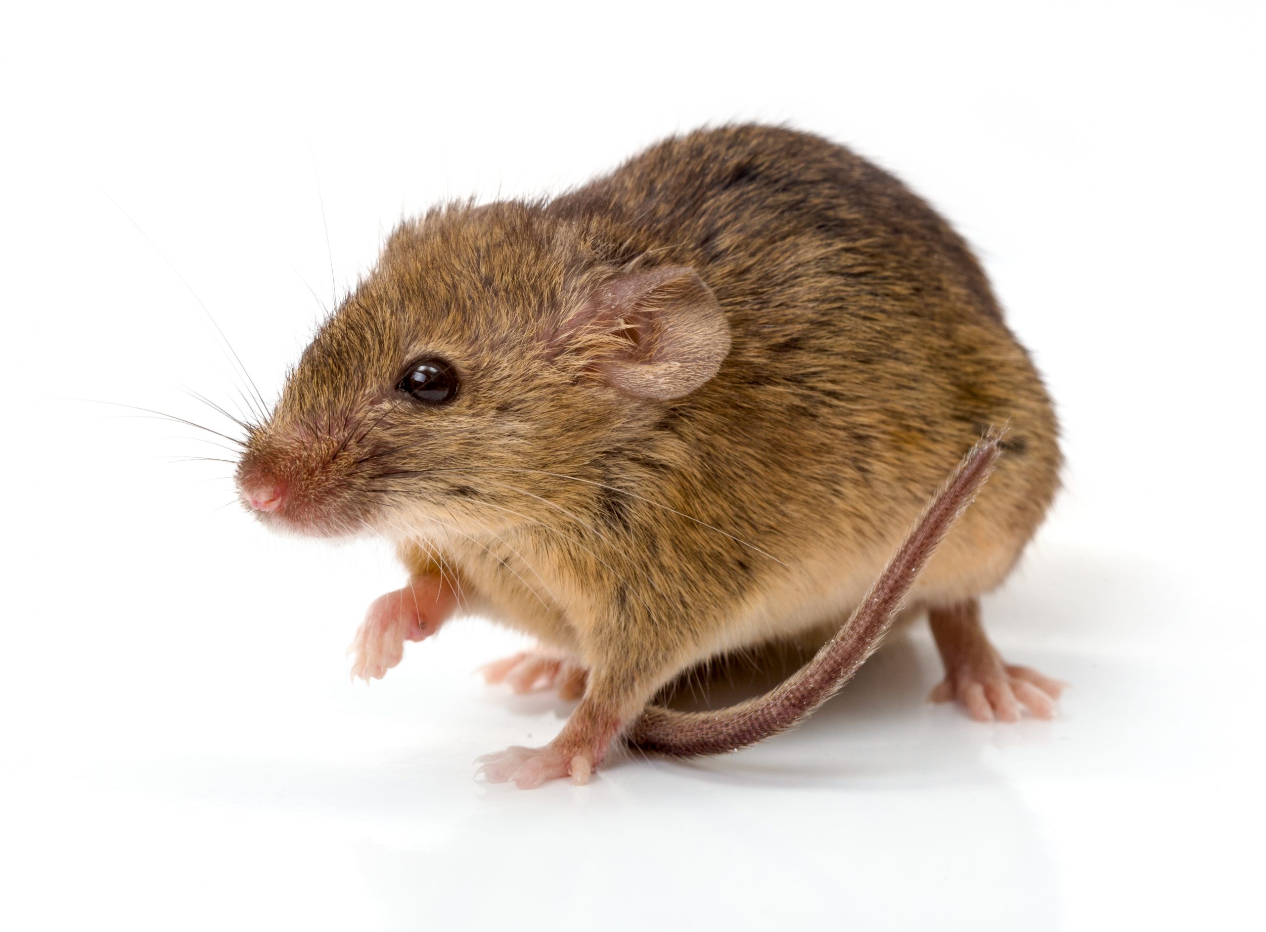 Mice and Rat Control