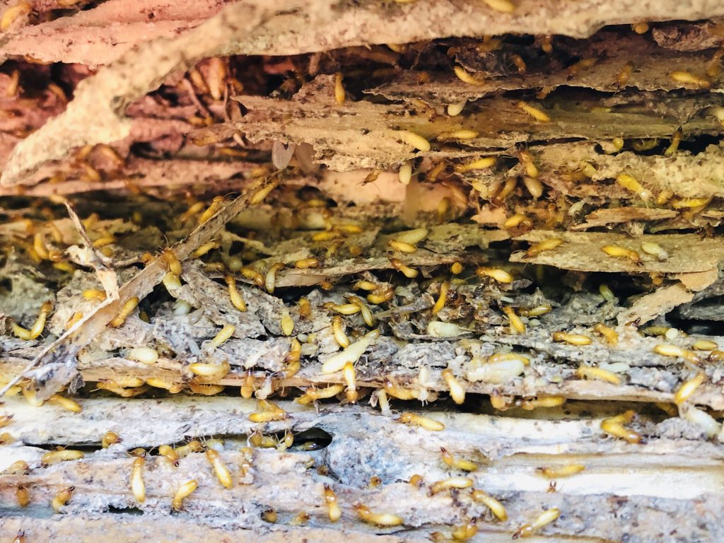 termite tree treatment