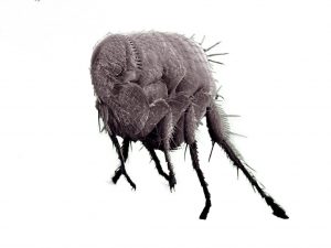 mites and fleas